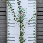Javor poľný (Acer campestre) - výška 140-170 cm, kont. C5L